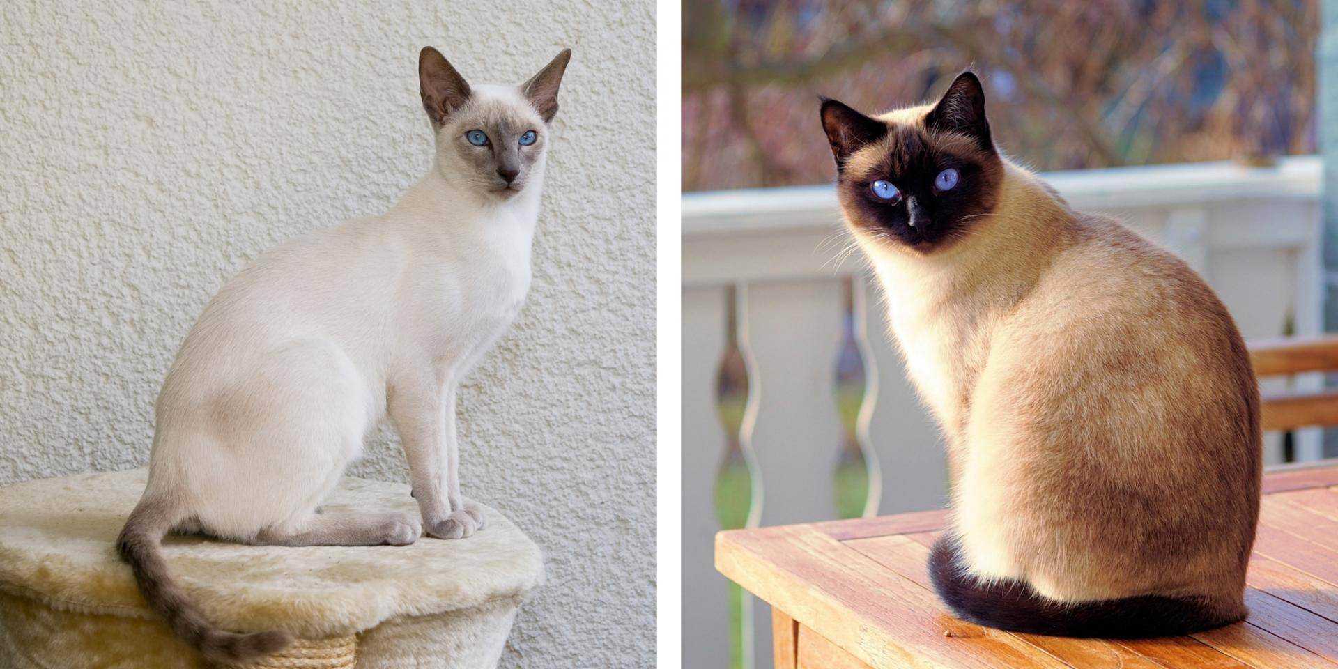Различия кошек. Сиамская и тайская кошка. Тайская кошка и Сиамская кошка. Тайская (старотипная Сиамская). Сиамская кошка королевской породы.