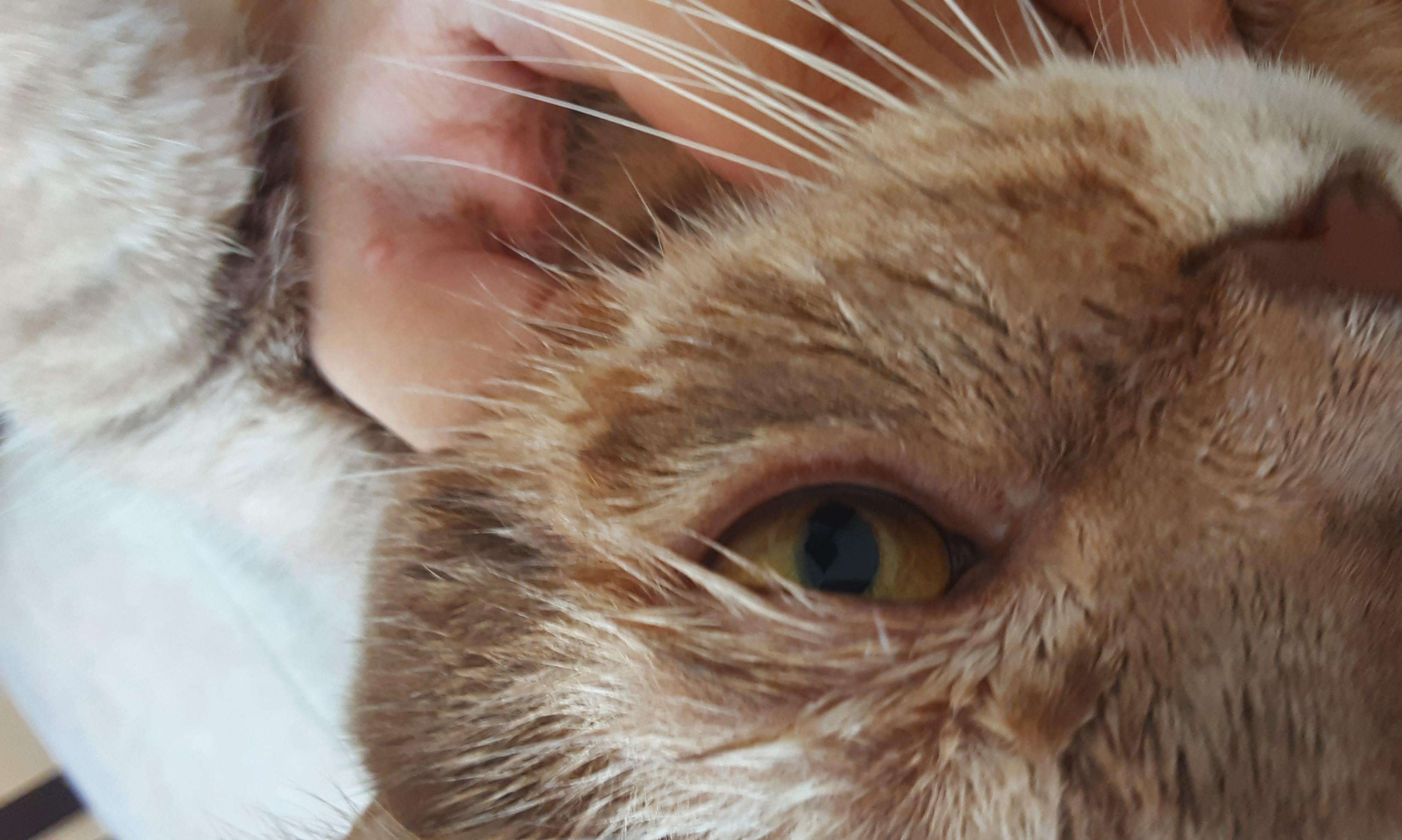 Почему кот прищуривает один глаз
