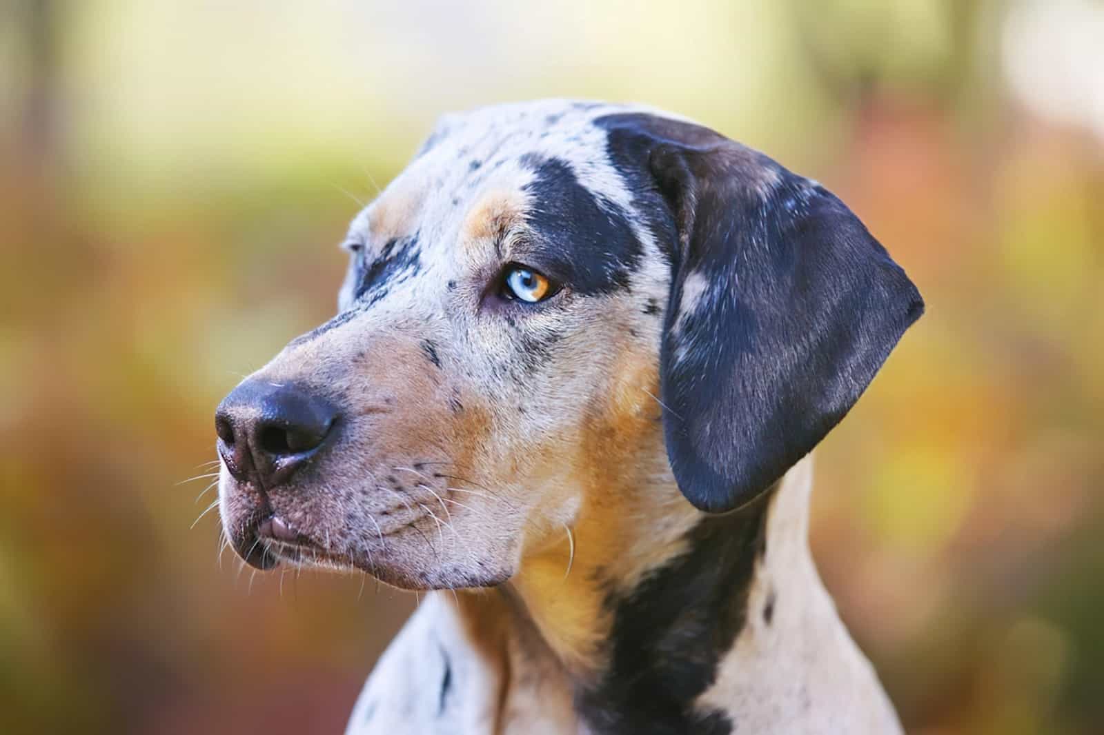 Леопардовая собака катахулы: описание породы