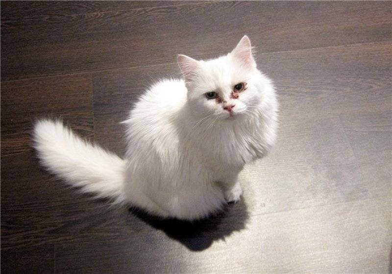 Белая сиамская кошка: особенности породы и содержания