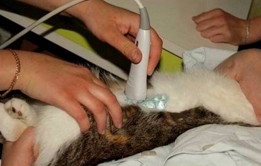 Абсцесс у кота: симптомы, лечение и профилактика