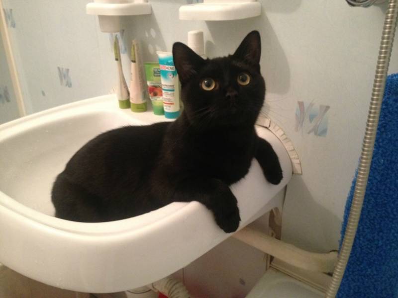 Почему кошка не ходит в туалет – обзор причин, средств и способов лечения