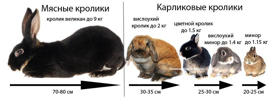 Сколько живут декоративные кролики в домашних условиях, как определить возраст