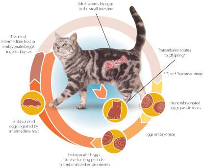 Диагностика и лечение идиопатического цистита кошек (ицк)