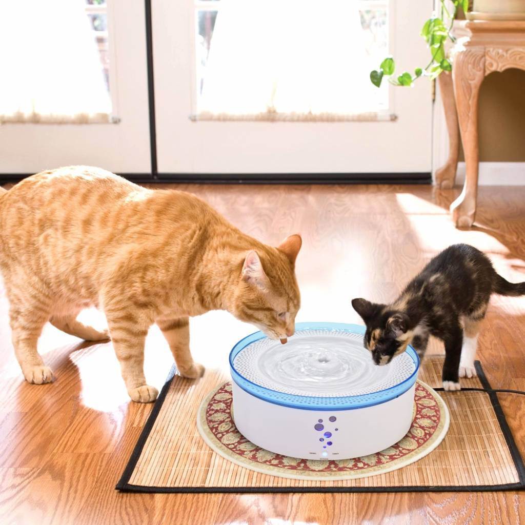 Котенок не пьет воду, как приучить. котоводство
