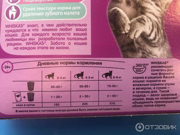 Сколько раз кормить кошку — составляем распорядок кормления для сухого, влажного и натуральным корма