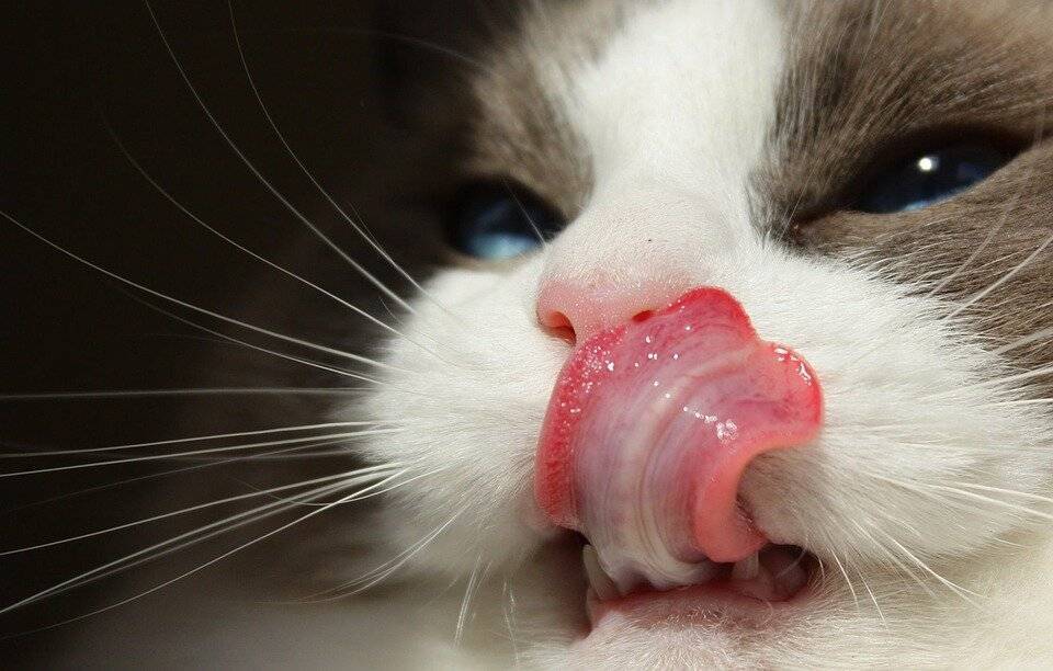 Причины и лечение повышенного слюноотделения у кошек: почему у кота изо рта обильно текут прозрачные, как вода, слюни?