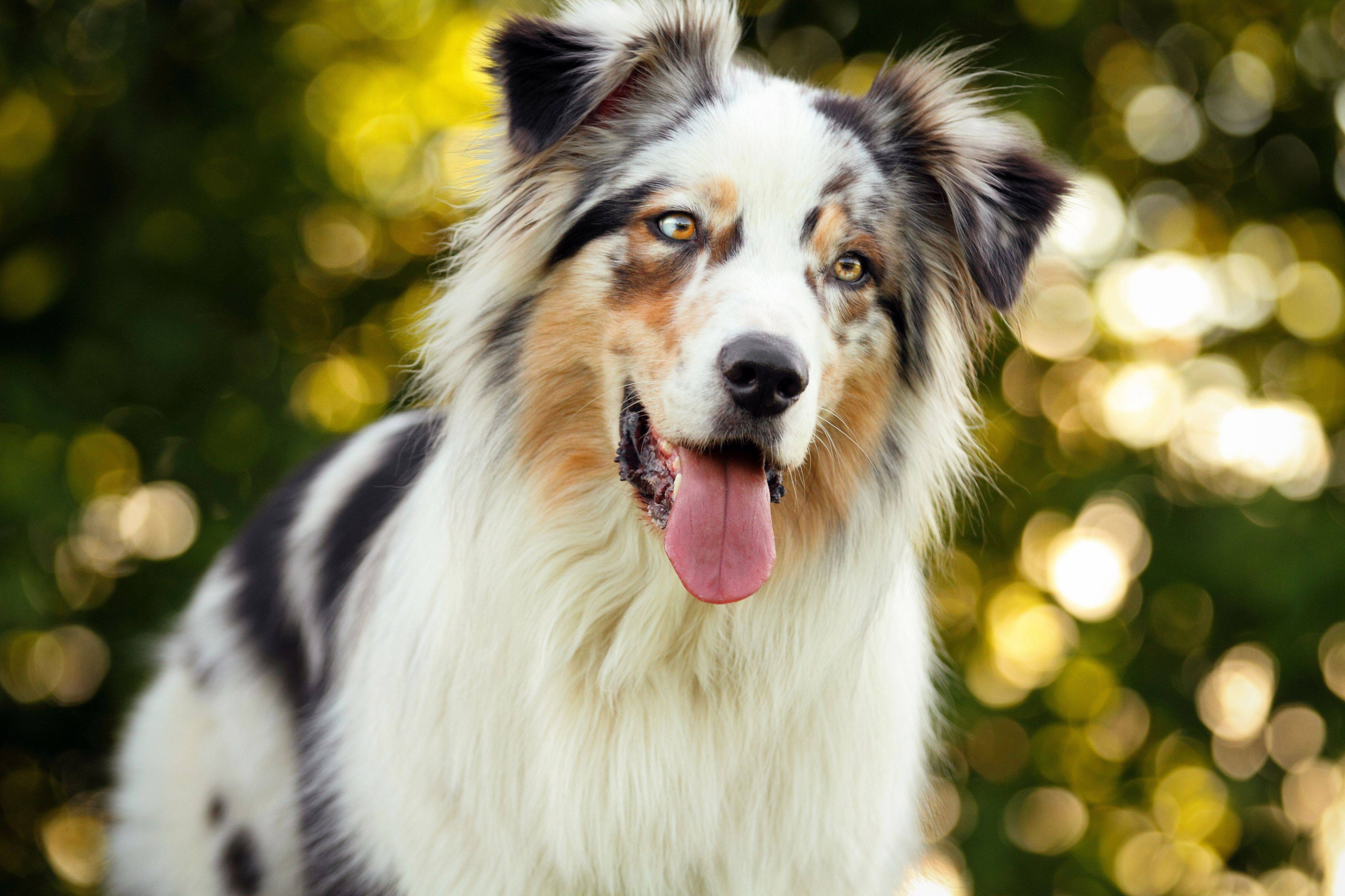 Топ 10 самых умных пород собак в мире - рейтинг