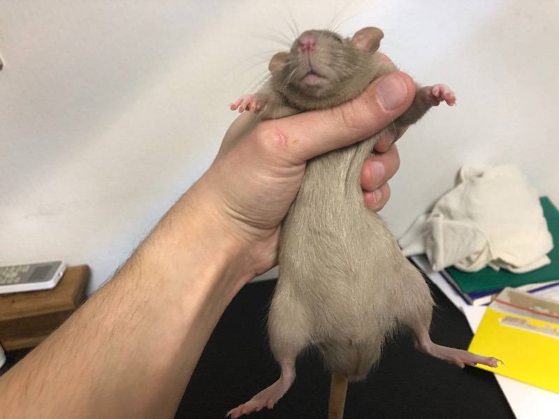 Ринит у крыс: симптомы, лечение и профилактика