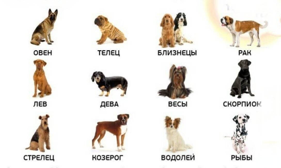 Собачий гороскоп - знаки зодиака собак - подберите ключик к пониманию характера вашего питомца!
