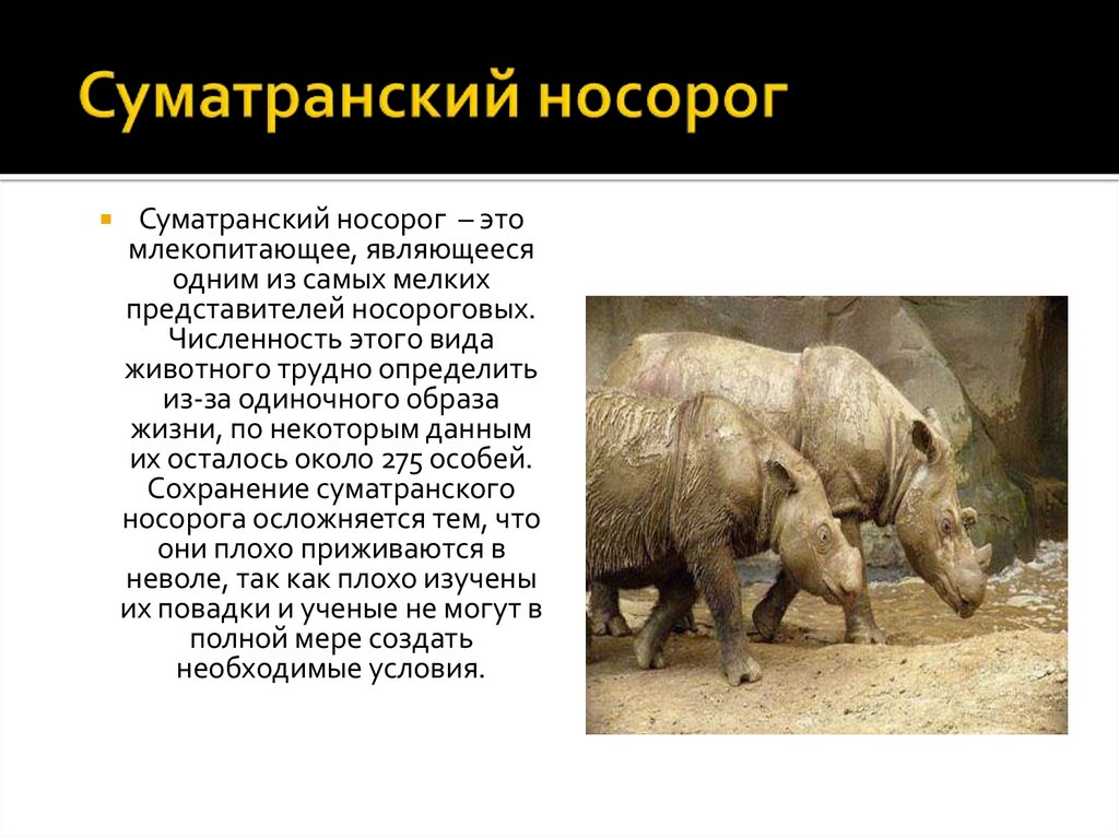 Носорог - хищник или травоядное, парнокопытное или нет, из чего состоит его рог, как называется его детеныш, кто такие воловьи птицы