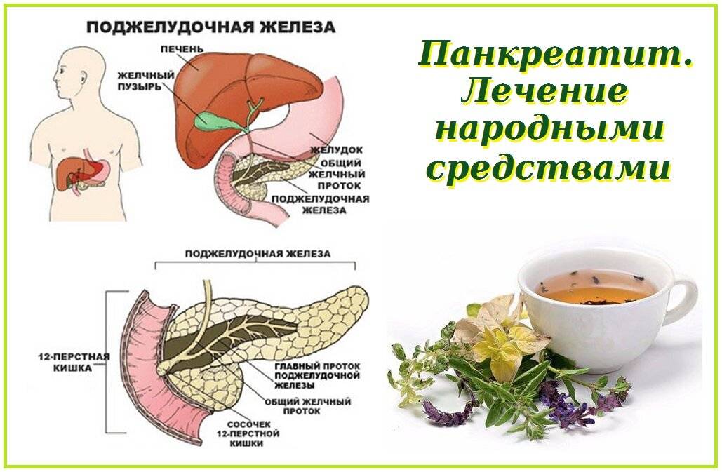 Панкреатит кошек: причины, симптомы, лечение