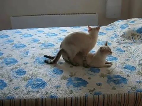 Как помочь кошке при течке в домашних условиях
