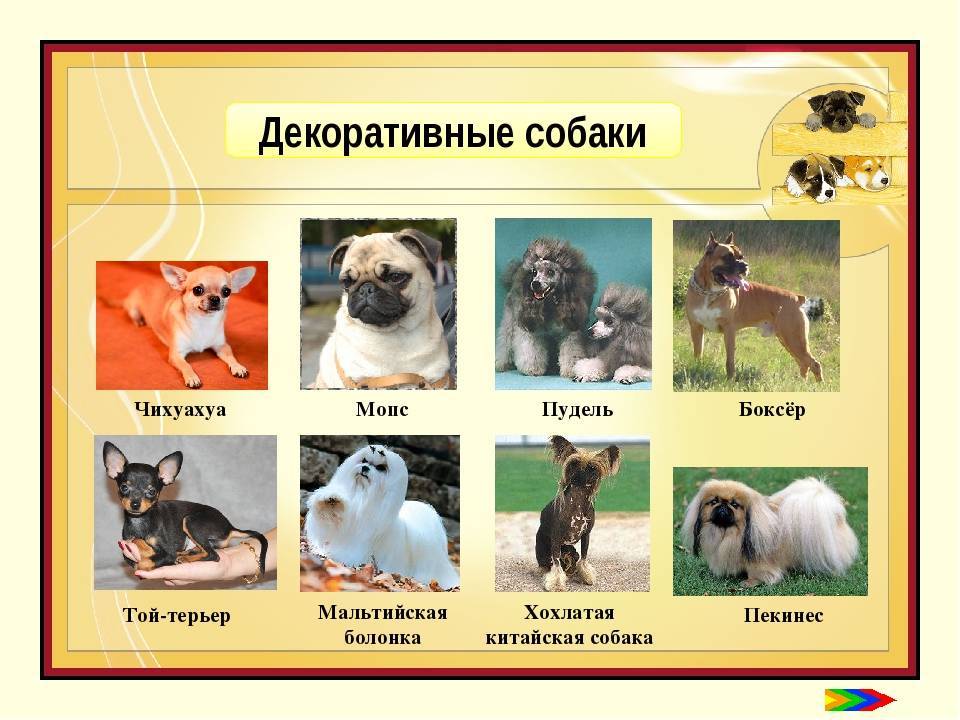 Назовите известных вам животных. Профессии собак. Разновидности служебных собак. Породы собак служебные породы. Породы собак профессии.
