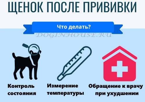 Прививка корь, краснуха, паротит