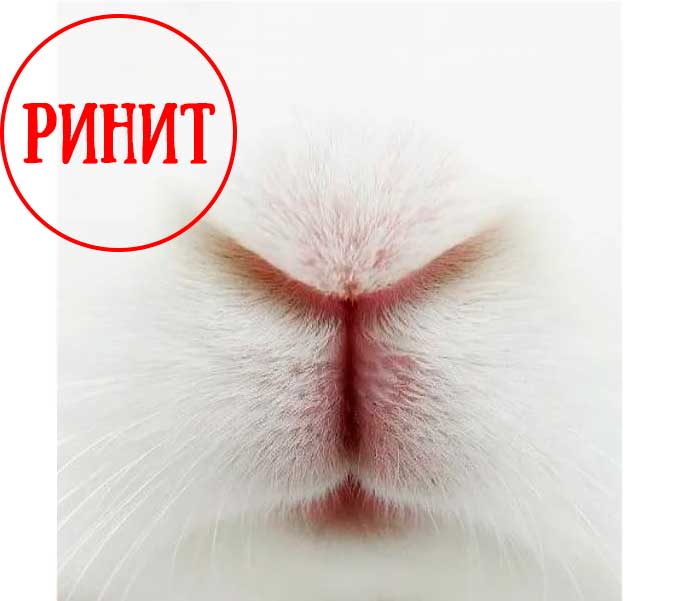 ᐉ как лечить насморк у кроликов? - zooon.ru