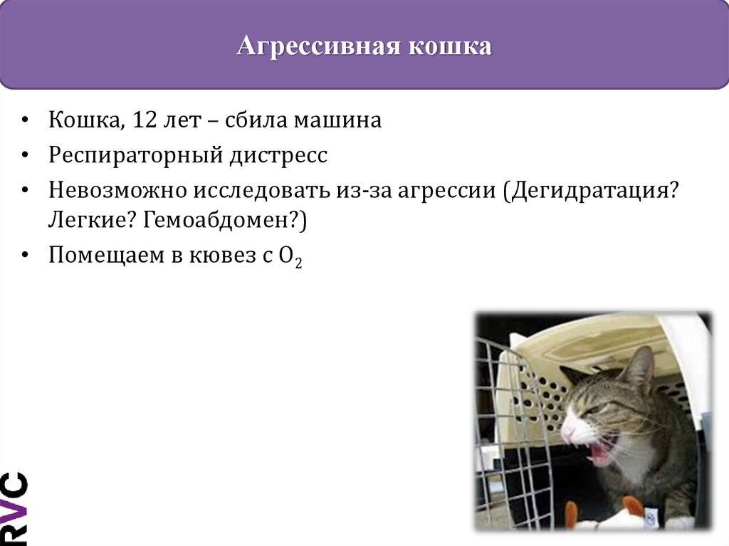 Что делать, если кот нападает на хозяев