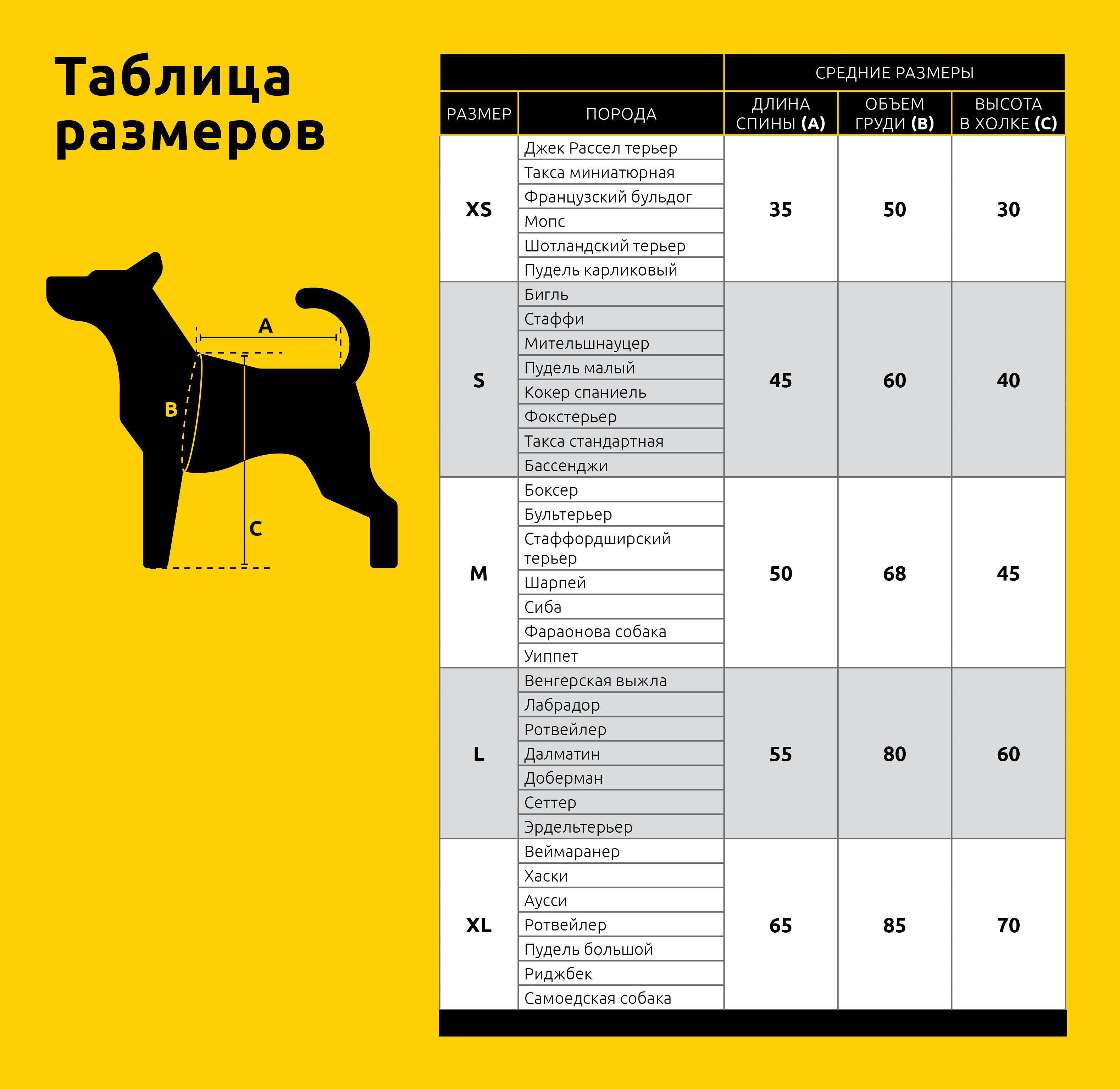 Русский той-терьер: фото, описание породы, характеристики и стандарты