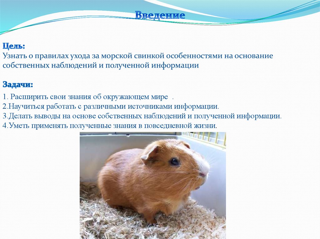 Морская свинка: уход и содержание в домашних условиях для начинающих
