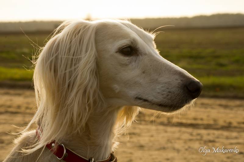 Порода собак тазы: описание, характеристика, отзывы и интересные факты. тазы (казахская борзая)
