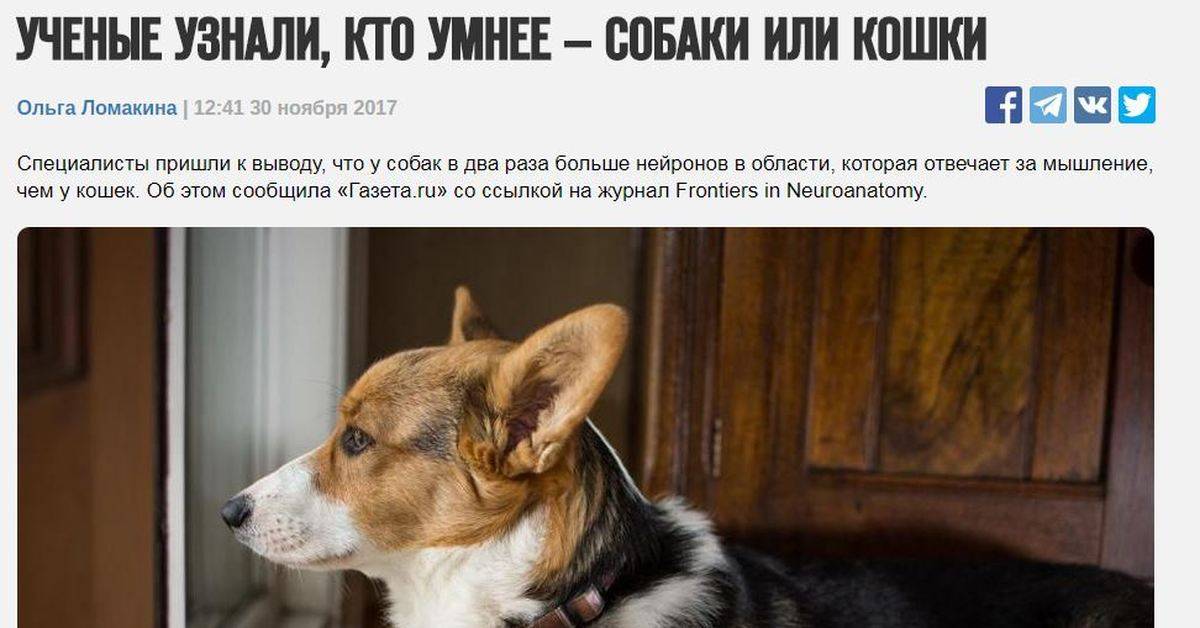 Коты и собаки — кто умнее? | статья в журнале «юный ученый»