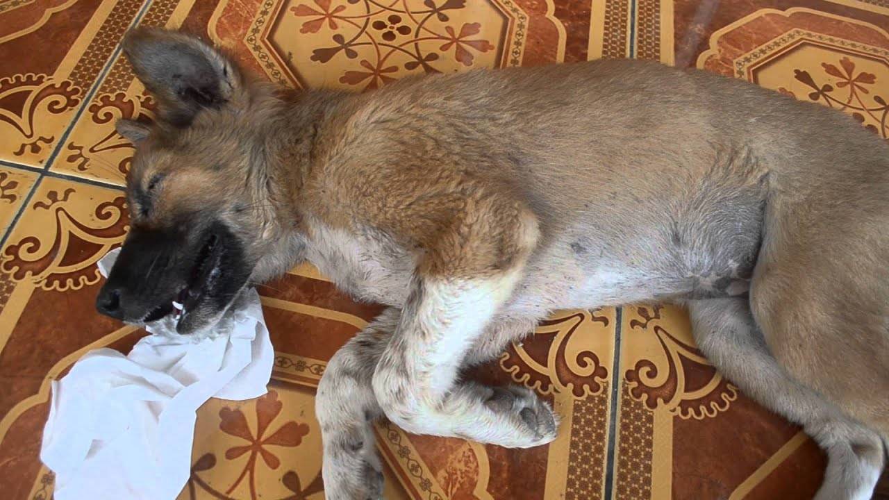 Чумка у собак,  лечение, симптомы