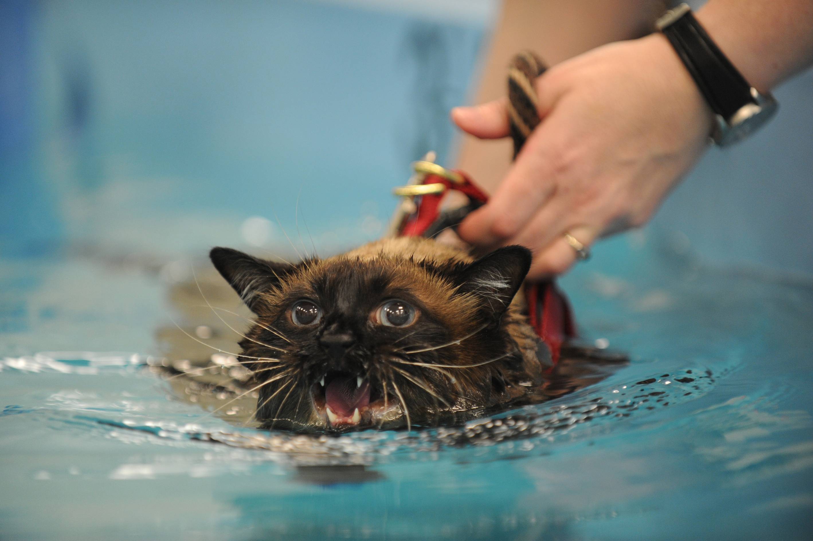 Почему кошки боятся воды: причины страха и способы борьбы — domovod.guru