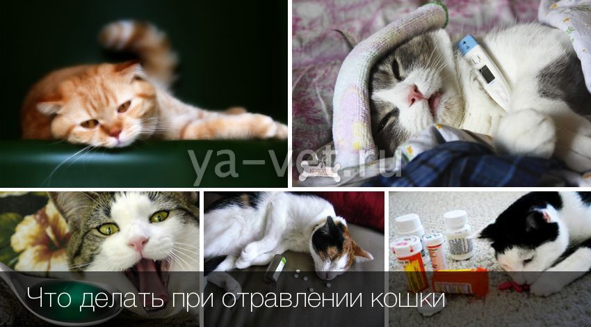 Как узнать, чем отравился кот: первая помощь в домашних условиях