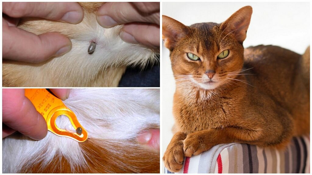 Подкожный клещ у котов и кошек: распознать, устранить, предупредить. как быстро вылечить подкожный клещ у кошки