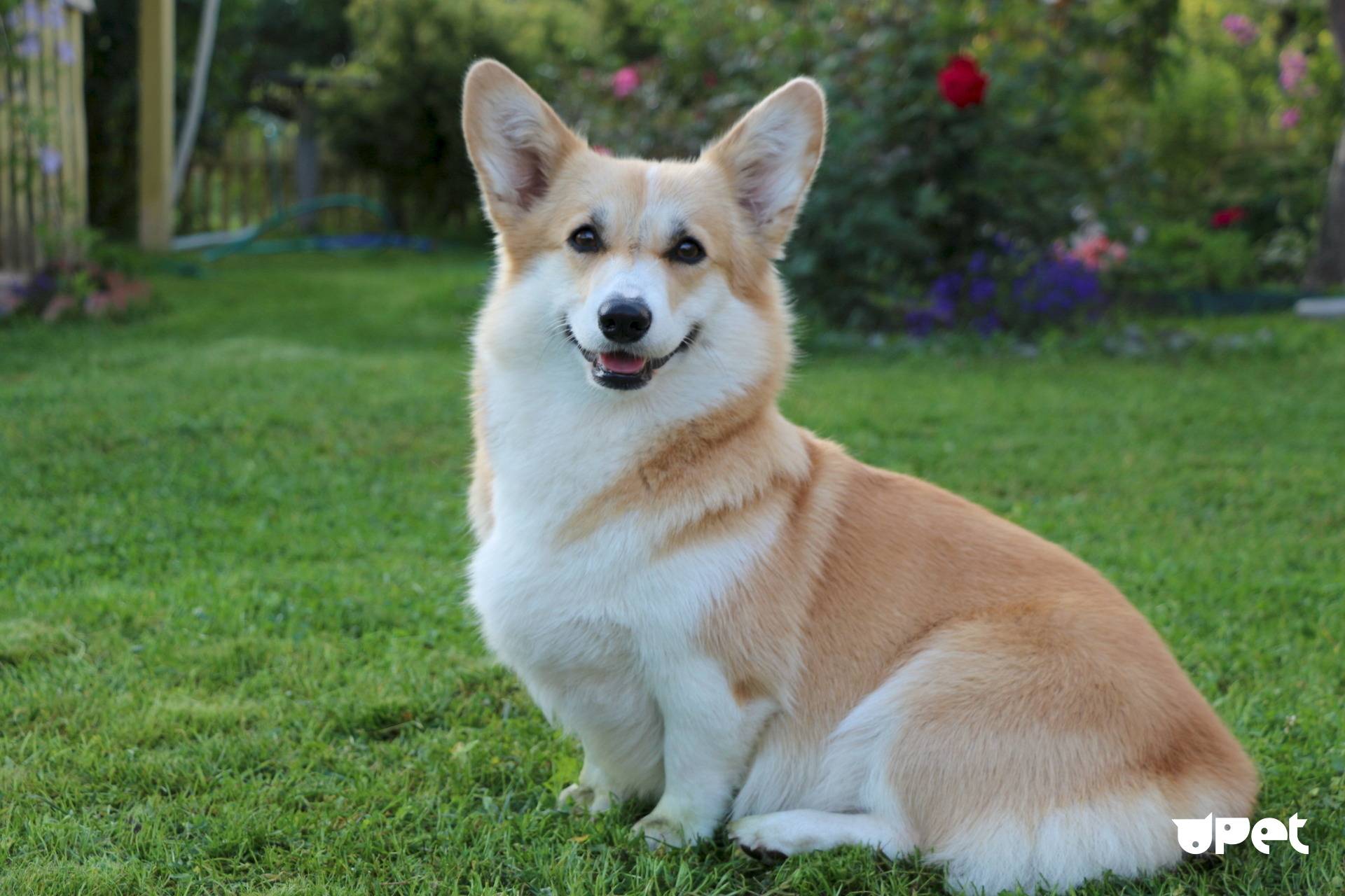Порода собак вельш корги (пемброк и кардиган): описание, характеристики, фото