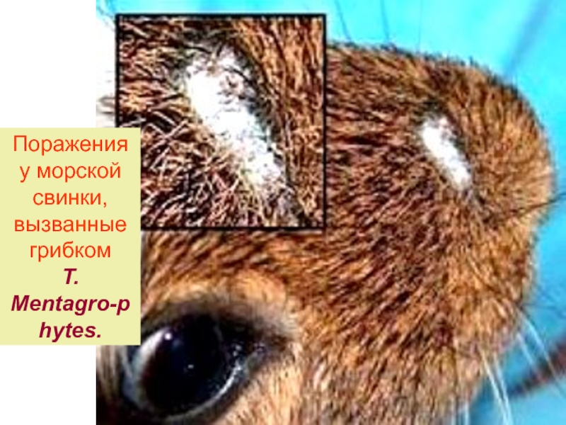 Заболевания кожи у морских свинок. лишай у морской свинки