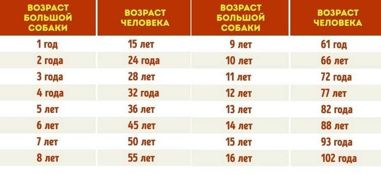 Собачья жизнь сюжет фильма читать онлайн