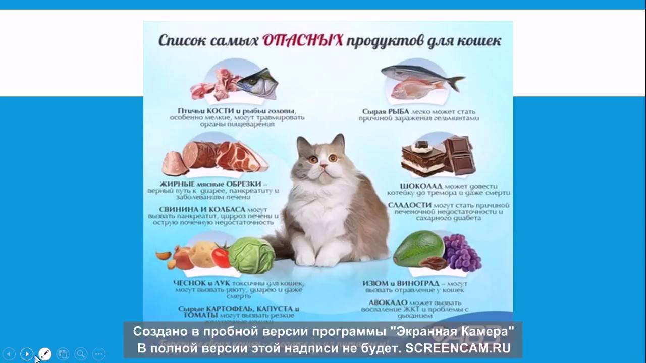 Стерилизованный кот: как правильно кормить кота кастрата, старого кастрированного британца, как правильно кормить сухим кормом кота после кастрации