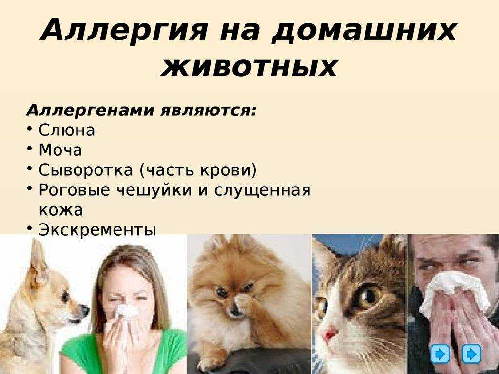 Как у детей проявляется аллергия на кошек: симптомы