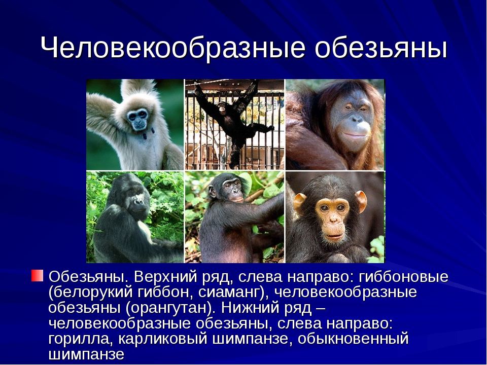 Гиббон: внешний вид, фото, особенности, интересные факты, среда обитания
