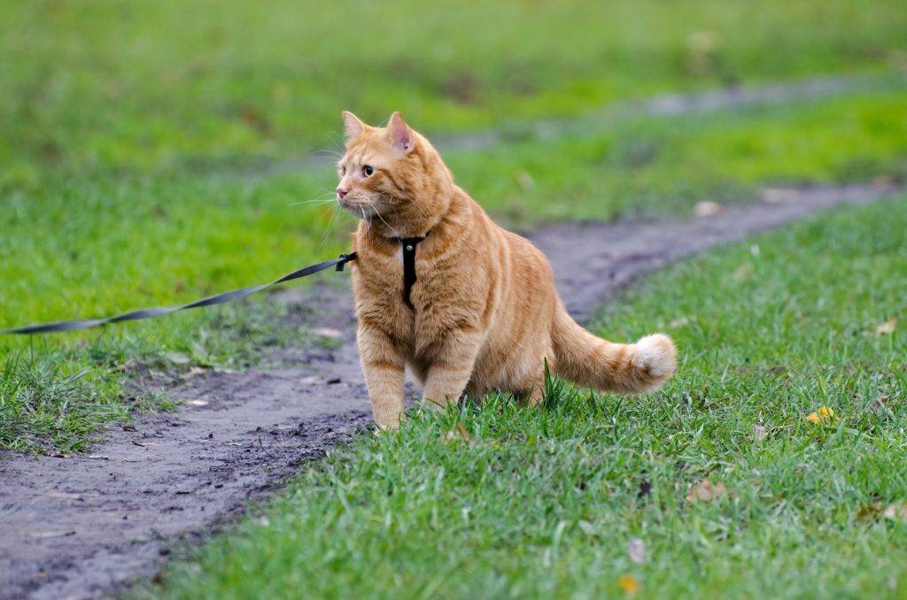 Можно гулять с котом. Кошка на прогулке. Рыжий кот на поводке. Поводок для кота. Котик на улице на поводке.
