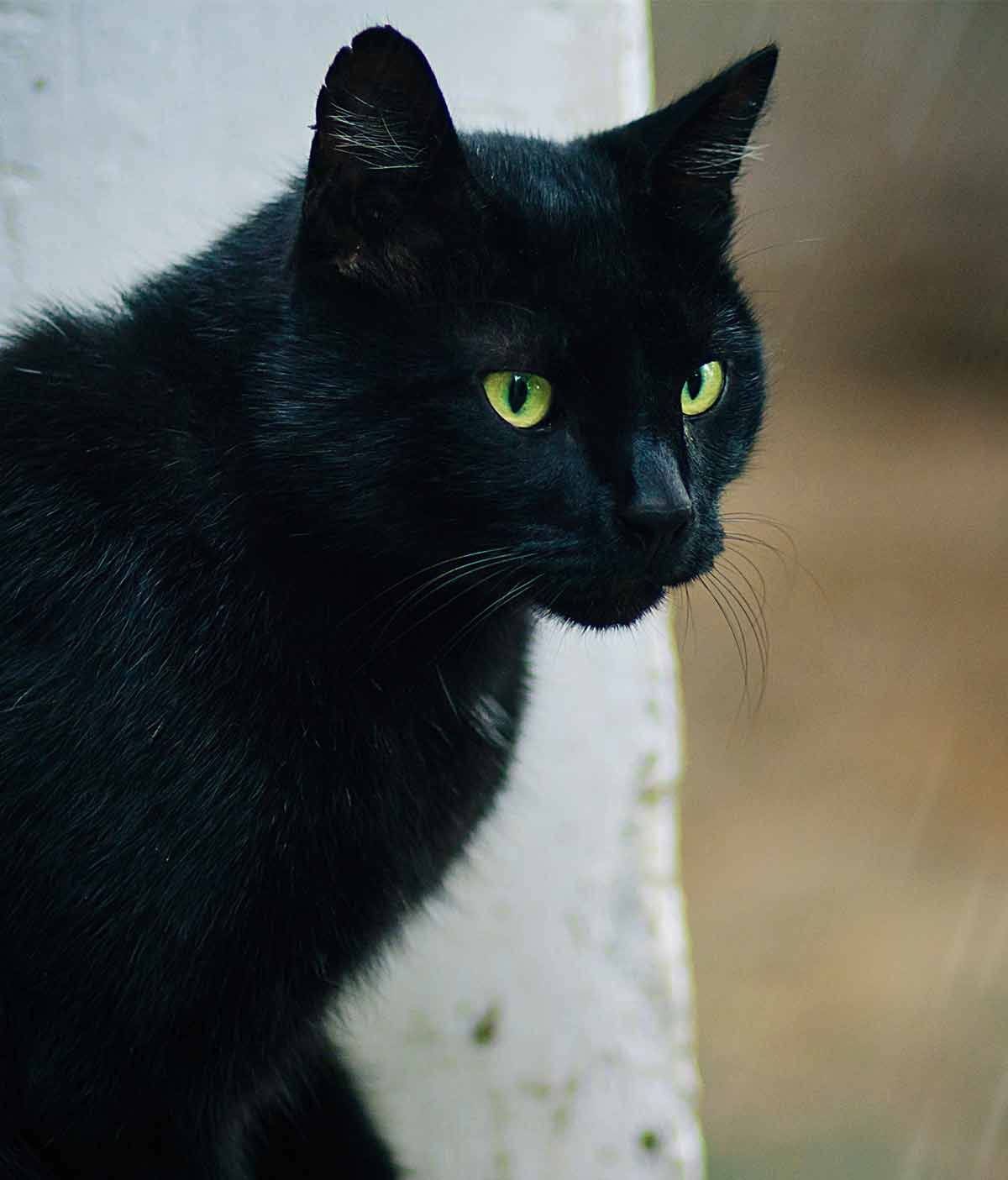 Черные кошки с фотографиями и названиями пород: особенности и характер +фото и видео