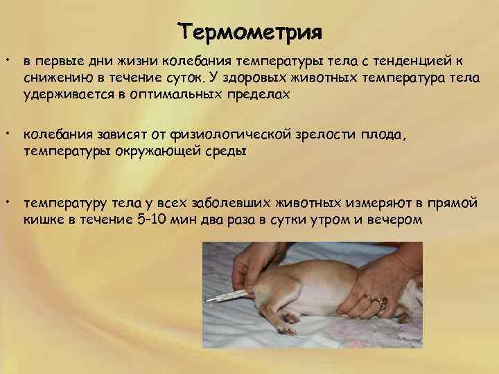 Морская свинка: уход и содержание в домашних условиях, сколько живет, чем кормить, размер клетки