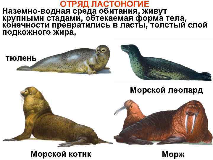 Сивуч (морской лев): описание животного, фото, где обитает, чем питается, разновидности, размножение, интересные факты