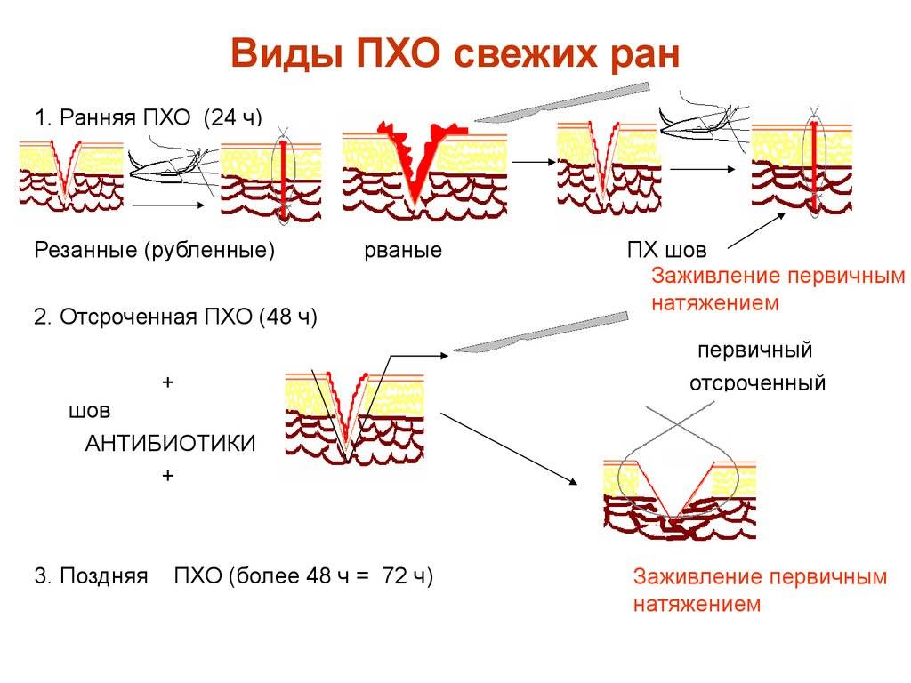 Собака после кастрации - основные правила ухода и кормления