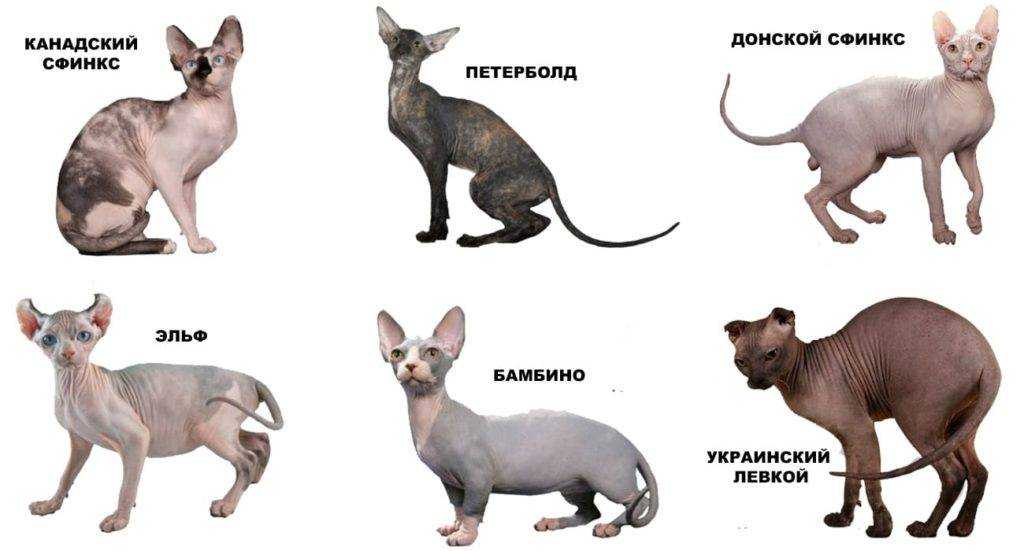 Канадский и донской сфинкс: отличия, описание пород, внешность, характер, отзывы владельцев