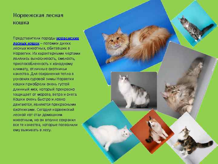 Норвежская лесная кошка: фото, внешний вид, сколько стоит, описание породы, факты, питание