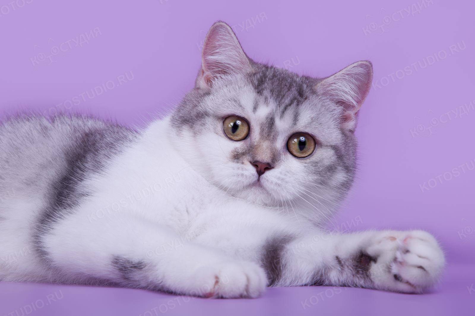 Скоттиш страйт – шотландская прямоухая кошка