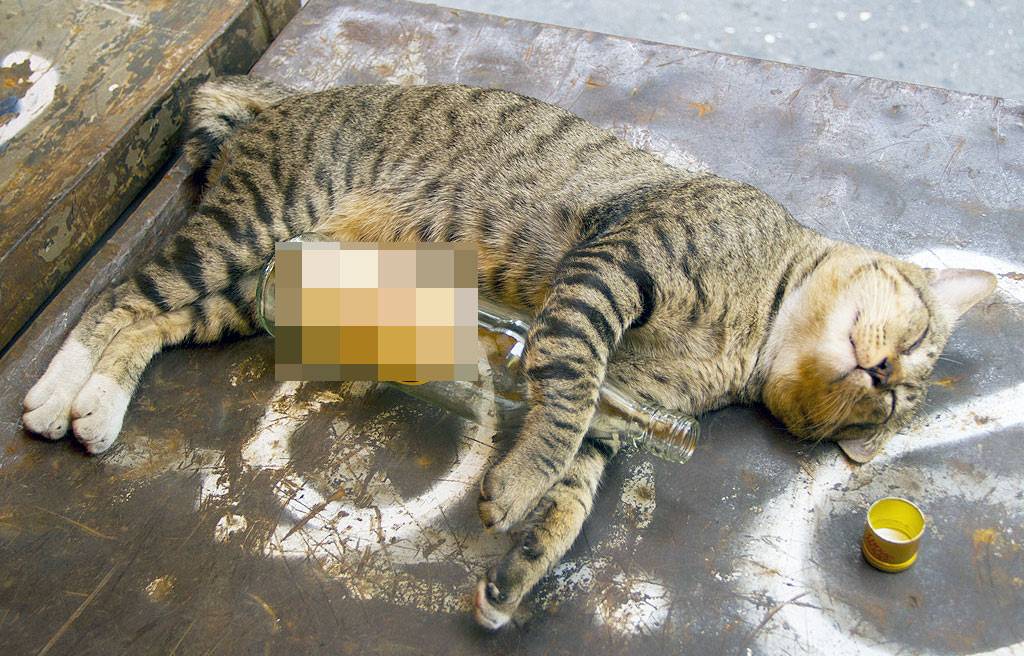 Что делать, если кот отравился: инструкция