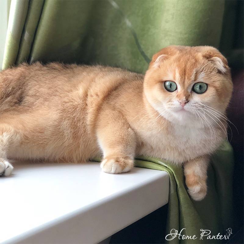 Московские питомники кошек шотландской породы