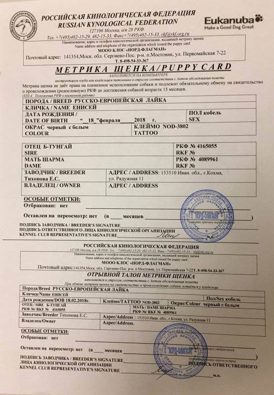 ᐉ как получить родословную ркф для собаки: что это и как сделать документы - kcc-zoo.ru