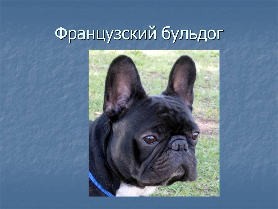 Французский бульдог