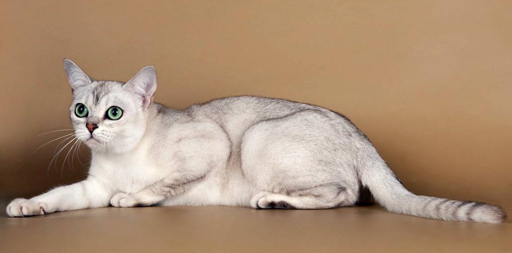 ᐉ короткошерстная кошка бурмилла: описание и характеристики породы - kcc-zoo.ru