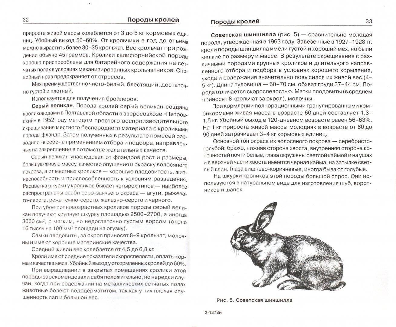 Гермелин кролик: описание породы и характеристика, правила содержания