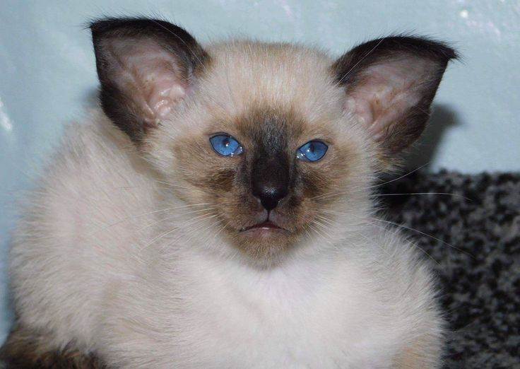 Балинезийская кошка  фото, описание породы, характер, уход, стандарты